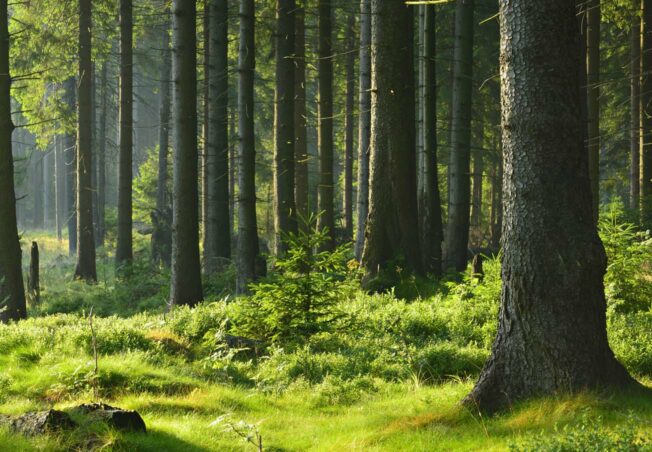 Ist Bauen mit Holz nachhaltig? Überlegungen zum Tag des Waldes 2023
